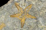 Ordovician Starfish (Petraster?) Fossil - Morocco #180857-1